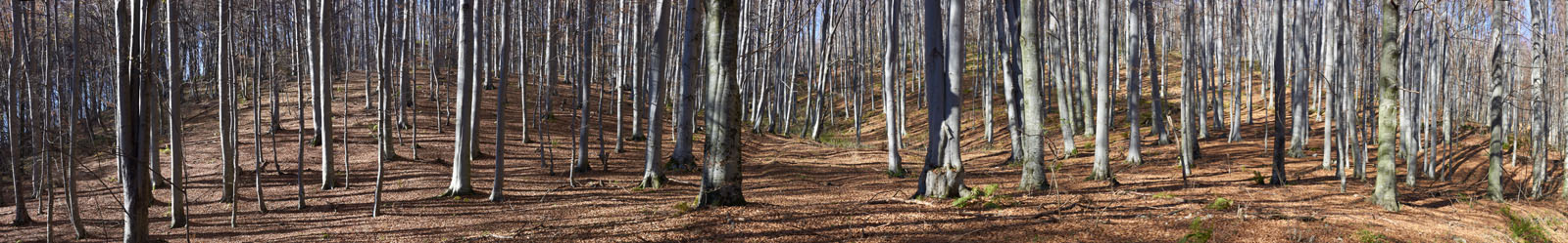 PAPUK1 PANORAMA